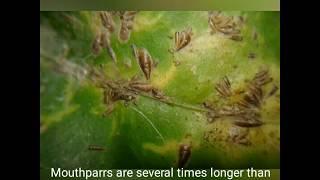 Oystershell scale insect (Lepidosaphes ulmi) infested on citrus tree