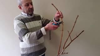 Резитба Лоза десертно грозде. Pruning a Vine