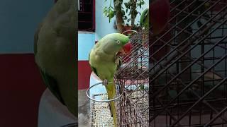 Ya mithu talking parrot cute ️#talkingparot #shortvideo