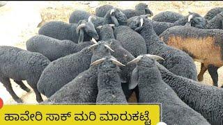 Haveri sheep s kids market every Thursday morning.