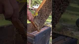 How to Split a Hive Without Needing to Locate a Queen