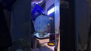Biocube 16 maintenance #reeflife #fishtank #aquarium #biocube #coral#saltwater #fish#liverock#shrimp