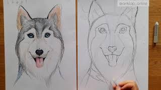 Как нарисовать собаку хаски / Drawing husky