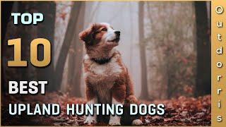 Top 10 Upland Hunting Dogs