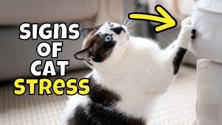 10 Hidden Signs Your Cat Is Stressed | Plus a GIVEAWAY! 