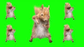 Dancing Squirrel Green Screen Template WITH SONG (TikTok Meme)