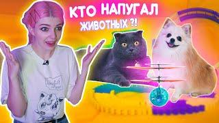 КТО НАПУГАЛ БАТТЕРС И ЭЛИС? ИГРУШКИ VS ЖИВОТНЫЕ