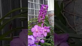 Happy Weekend with purple vanda orchids