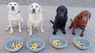 Cooking Breakfast For My Dogs!