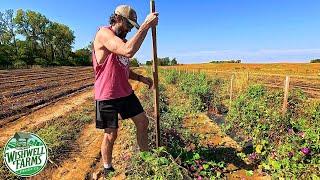 FACING AN UNPLEASANT TASK ON OUR VEGETABLE FARM