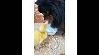 dog and duckling friendship