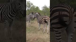 #zebra