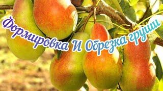 Обрезка груши