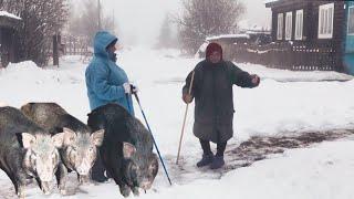 Туманный Альбион в деревне. Суп с домашней курицей в печи