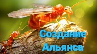 The ants:Underground Kingdom Создание альянса