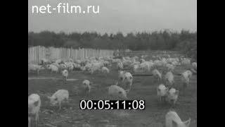 1961г. д. Матурино совхоз Комсомолец Череповецкий район Вологодская обл