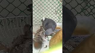 pigeon try to feed her dove Chick. #short