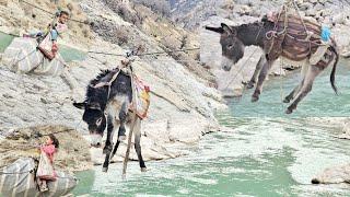 River crossing adventure‍️with Mr.Youssef's family and his donkeys