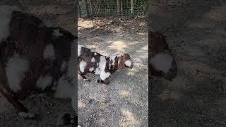 Keeping an Eye on Dreamer##goats #farmlife #goatfarm #farming #farm#goat#goatlife#