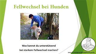 Fellpflege für Hunde