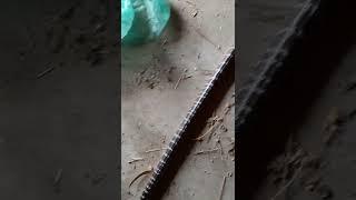 Commonkrait(The Silent Killer)