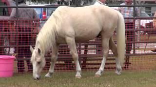 Technical Large Animal Emergency Rescue Training