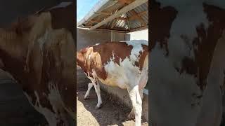 ZAM ZAM MILK FERMA No1 35 litrga  ️938038080 ️930025757