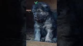 Big bone caucasian puppies  #puppy #allbreeds #myanimals #dogs #pets #breed #mydogs #mypets #cute