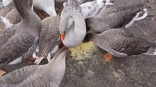 gâște Toulouse Holmogor la masa #gaste #gastecalan #nature #nature #egg  #animals