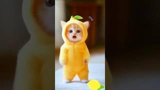 Cute Lemon Cat Dance #cutecat #catdance #cute