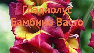 Гладиолус бамбино Васто (gladiolus summer hejz)  Васто обзор: как сажать, луковицы гладиолуса Васто