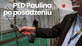 RED PAULINA - cięcie drzewek jabłoni po posadzeniu (część 4/6)