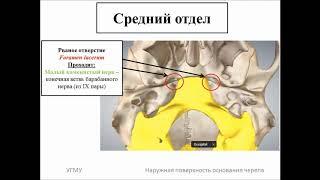 Наружная поверхность основания черепа