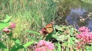 MonarchButterfly Upper Pond