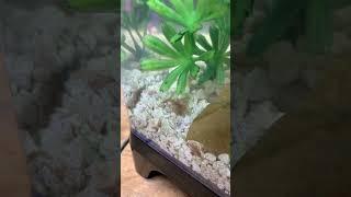 Triops enjoying the serenity of the hiding corner #triops #aquarium