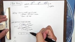 RNA Processing