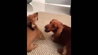 #dachshund #sausagedog #perrosalchicha #weinerdog #teckel #shortsviral #naughtypets #puppy #lovepets