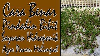 Cara Benar Pindahin Bibit Sayuran Hidroponik Agar Panen Melimpah #naikohydroponik