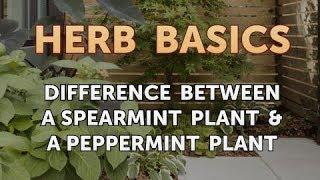 Difference Between a Spearmint Plant & a Peppermint Plant