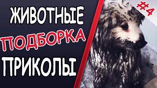 СМЕШНЫЕ ЖИВОТНЫЕ // FANNY ANIMALS // ПРИКОЛЫ 2020 // ПОДБОРКА УГАРНОЕ ВИДЕО №4