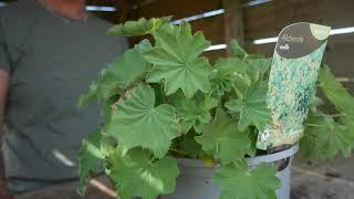 Alchemilla Mollis - Top Tips!