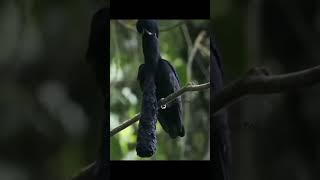 New Bird video|| animals videos|| pet video||