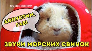 ЗВУКИ МОРСКИХ СВИНОК. Что Они Означают? SvinkiShow