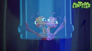 All Bottled UpNEW EPISODE!!!| Funny Cartoons For All The Family!| Funny Videos for kids | ANTIKS