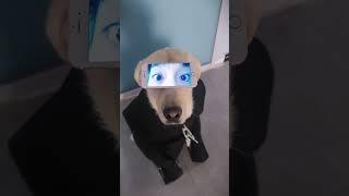 Funny dog