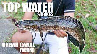 Top water lure fishing | Urban canal multi species fishing