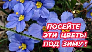 ПОСЕЙТЕ ЭТИ ЦВЕТЫ ПОД ЗИМУ в грунт, чтобы не сеять их на рассаду весной!