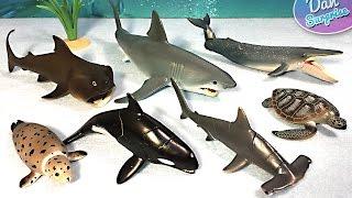 15 SEA ANIMALS NAMES and TOYS - Great White Shark Whale Manta Ray Beluga Turtle