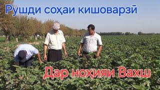 Рушди соҳаи кишоварзӣ дар ноҳияи Вахш