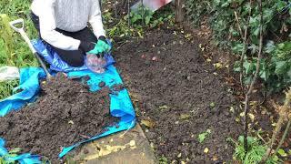 PLANTING Exotic Emperor Tulip Bulbs | Garden After Lockdown